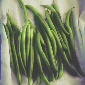 Des haricots vert bio