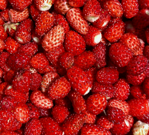 Fraises