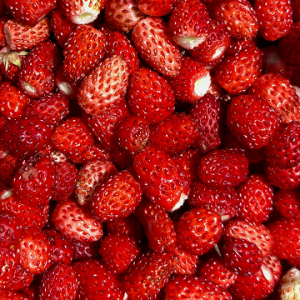 Fraises